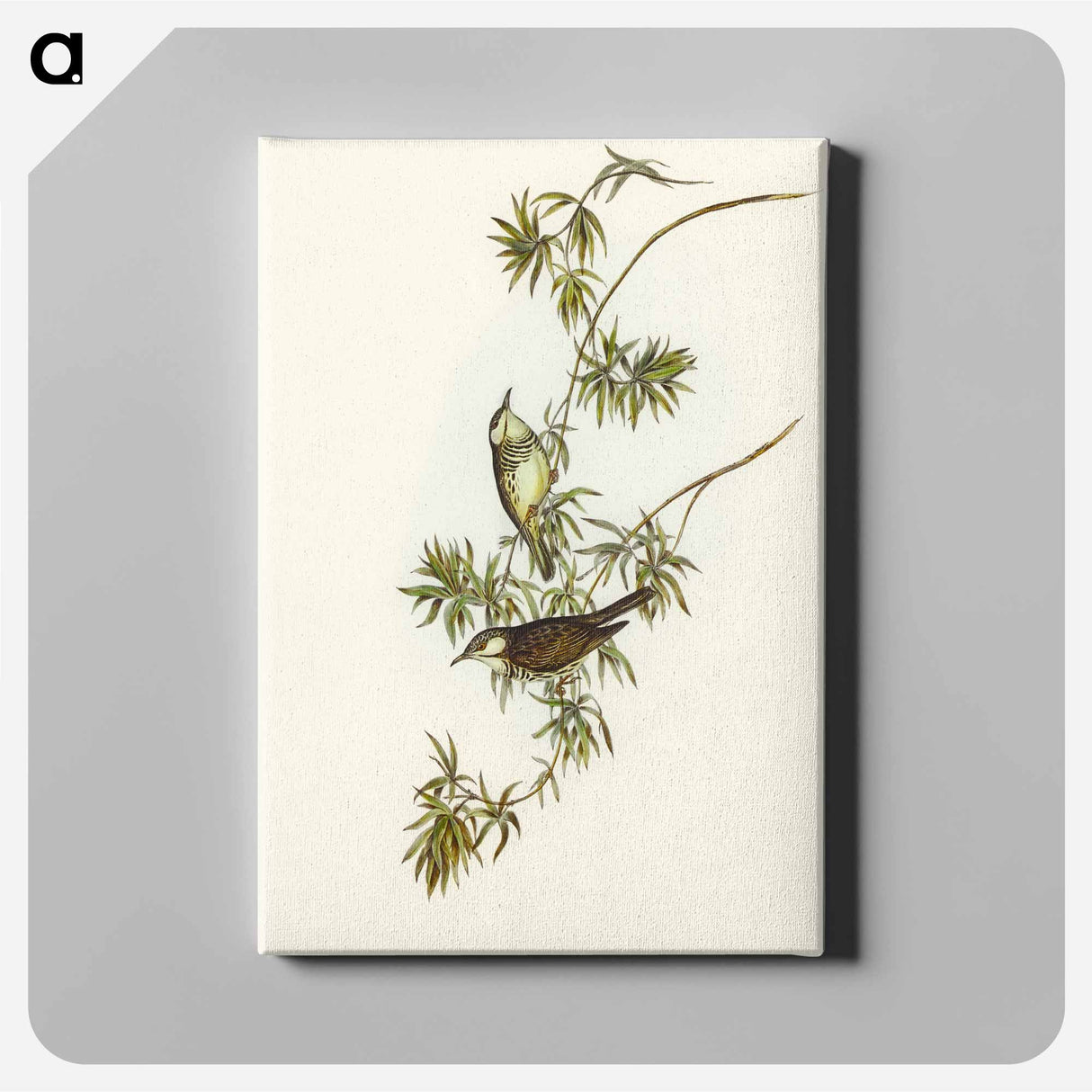 Fasciated Honey-eater
 - オーストラリアの鳥 Canvas.