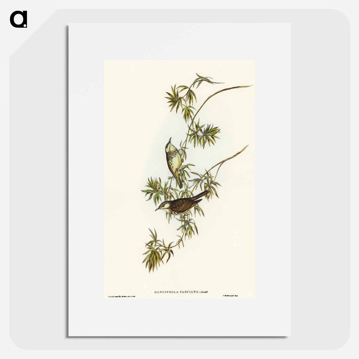 Fasciated Honey-eater
 - オーストラリアの鳥 Poster.