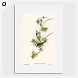 Fasciated Honey-eater
 - オーストラリアの鳥 Poster.