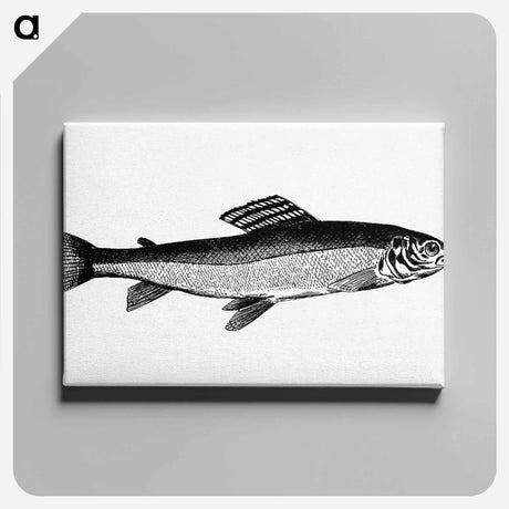 アートパネル-Grayling from Nimrod In The North, Or Hunting And Fishing Adventures In The Arctic Regions
 - 大英図書館 Canvas.