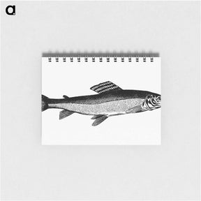 アートメモ帳-Grayling from Nimrod In The North, Or Hunting And Fishing Adventures In The Arctic Regions
 - 大英図書館 Memo.