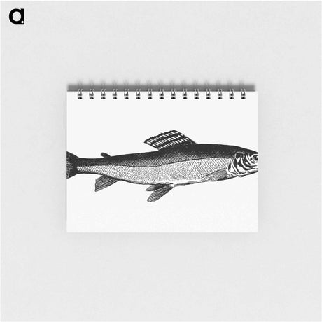 アートメモ帳-Grayling from Nimrod In The North, Or Hunting And Fishing Adventures In The Arctic Regions
 - 大英図書館 Memo.