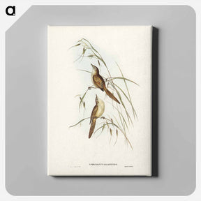 アートパネル-Tawny Sphenoeacus
 - ジョン グールド Canvas.
