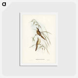 アートポストカード-Tawny Sphenoeacus
 - ジョン グールド Postcard.