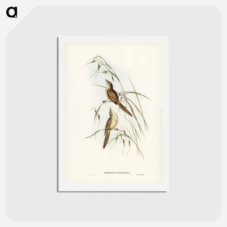 アートポストカード-Tawny Sphenoeacus
 - ジョン グールド Postcard.
