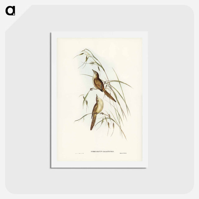 アートポストカード-Tawny Sphenoeacus
 - ジョン グールド Postcard.