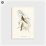 アートポストカード-Tawny Sphenoeacus
 - ジョン グールド Postcard.