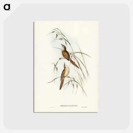 アートポストカード-Tawny Sphenoeacus
 - ジョン グールド Postcard.