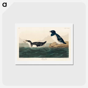 アートポストカード-Little Auk
 - ジョン ジェームス オーデュボン Postcard.