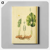 アートパネル-Sanguinaria Canadensis
 - 国立医学図書館 Canvas.
