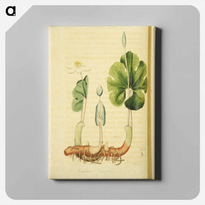 アートパネル-Sanguinaria Canadensis
 - 国立医学図書館 Canvas.