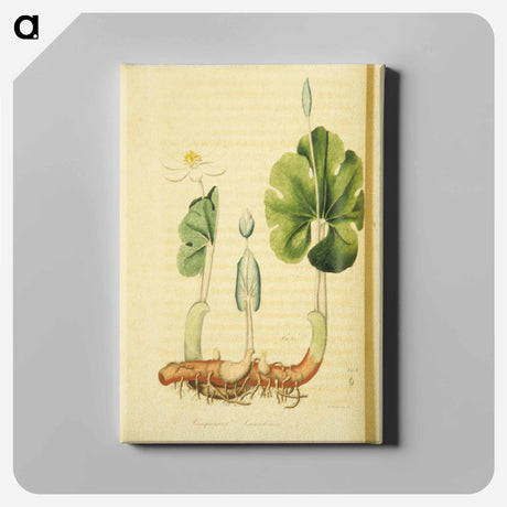 アートパネル-Sanguinaria Canadensis
 - 国立医学図書館 Canvas.