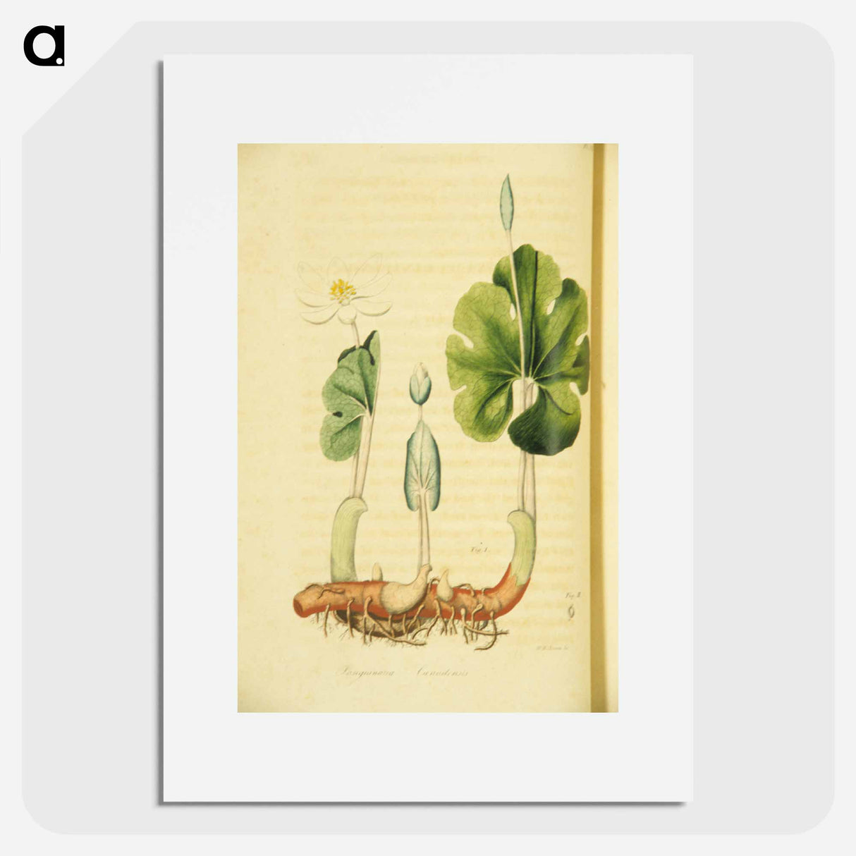 アートポスター-Sanguinaria Canadensis
 - 国立医学図書館 Poster.
