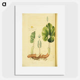 アートポスター-Sanguinaria Canadensis
 - 国立医学図書館 Poster.