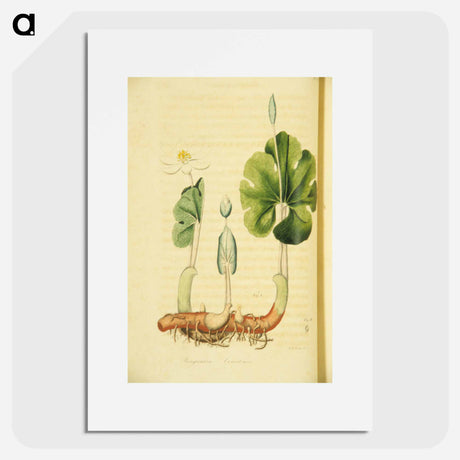 アートポスター-Sanguinaria Canadensis
 - 国立医学図書館 Poster.