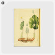 アートポストカード-Sanguinaria Canadensis
 - 国立医学図書館 Postcard.