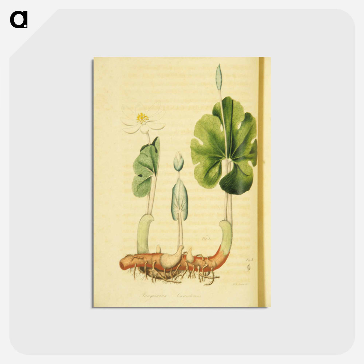 アートポストカード-Sanguinaria Canadensis
 - 国立医学図書館 Postcard.