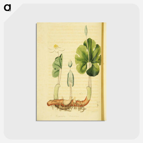 アートポストカード-Sanguinaria Canadensis
 - 国立医学図書館 Postcard.