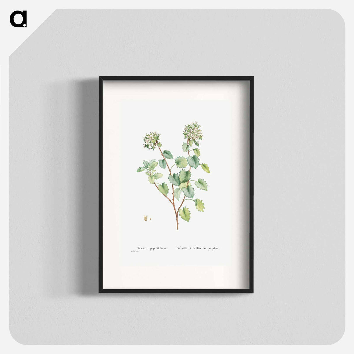 Sedum Populifolium (Poplar Leaved Stonecrop) - ピエール ジョゼフ ルドゥーテ Poster.