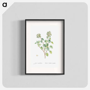 アートポスター-Sedum Populifolium (Poplar Leaved Stonecrop) - ピエール ジョゼフ ルドゥーテ Poster.