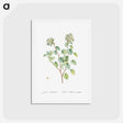 アートポストカード-Sedum Populifolium (Poplar Leaved Stonecrop) - ピエール ジョゼフ ルドゥーテ Postcard.