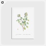 アートポストカード-Sedum Populifolium (Poplar Leaved Stonecrop) - ピエール ジョゼフ ルドゥーテ Postcard.