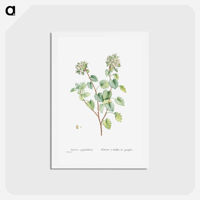 アートポストカード-Sedum Populifolium (Poplar Leaved Stonecrop) - ピエール ジョゼフ ルドゥーテ Postcard.