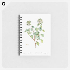 アートメモ帳-Sedum Populifolium (Poplar Leaved Stonecrop) - ピエール ジョゼフ ルドゥーテ Memo.