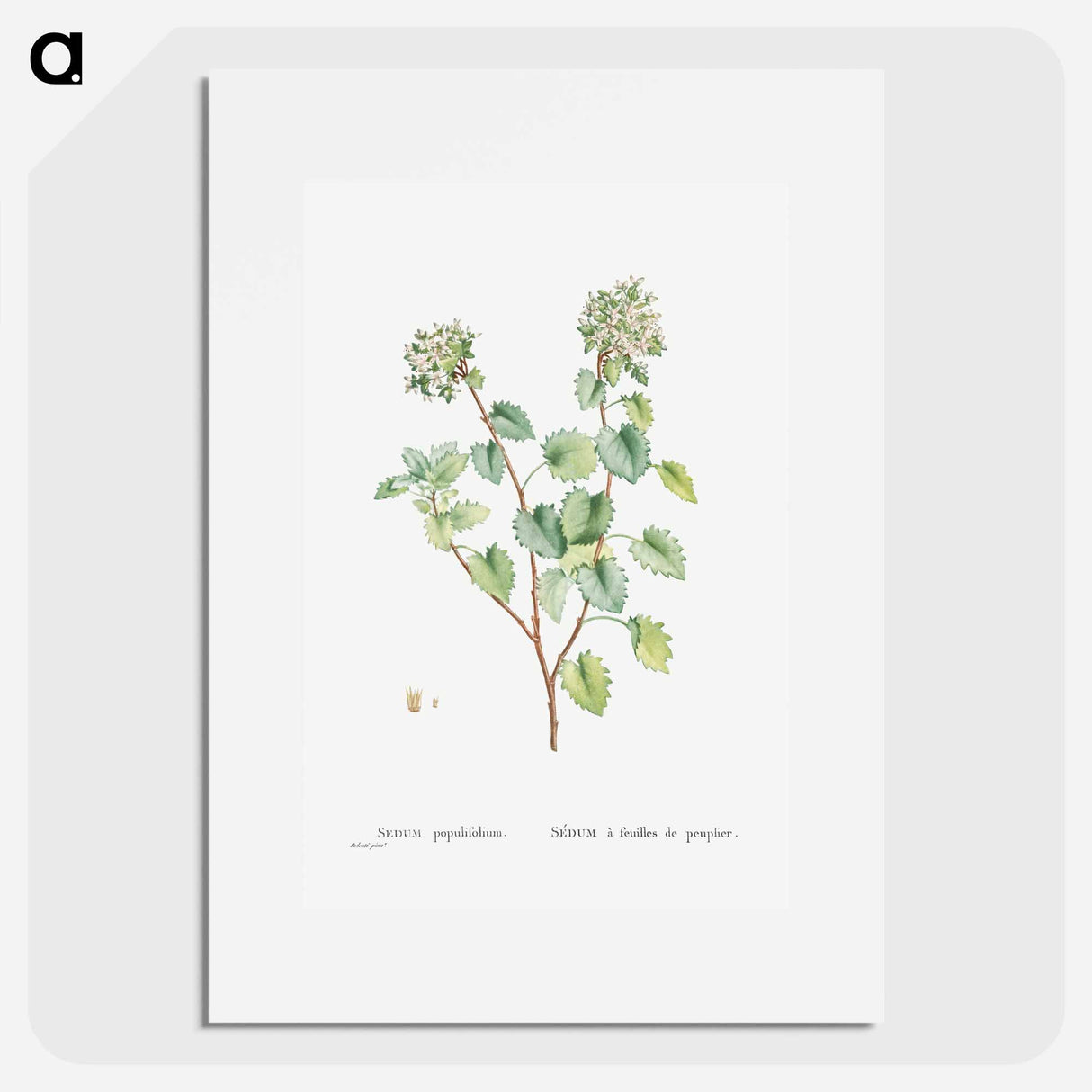 Sedum Populifolium (Poplar Leaved Stonecrop) - ピエール ジョゼフ ルドゥーテ Poster.