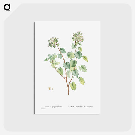 アートポストカード-Sedum Populifolium (Poplar Leaved Stonecrop) - ピエール ジョゼフ ルドゥーテ Postcard.