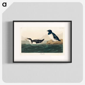 アートポスター-Little Auk from Birds of America
 - アメリカの鳥たち Poster.