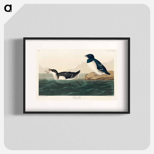Little Auk from Birds of America
 - アメリカの鳥たち Poster.