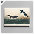 アートパネル-Little Auk from Birds of America
 - アメリカの鳥たち Canvas.