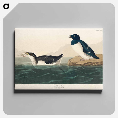 アートパネル-Little Auk from Birds of America
 - アメリカの鳥たち Canvas.