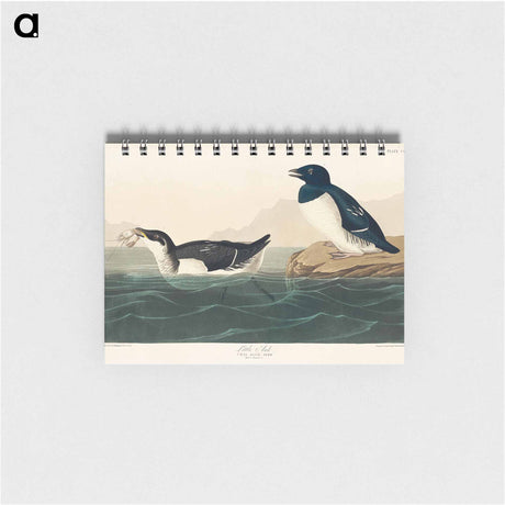 アートメモ帳-Little Auk from Birds of America
 - アメリカの鳥たち Memo.