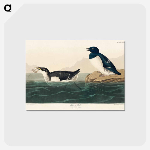 Little Auk from Birds of America
 - アメリカの鳥たち Postcard.