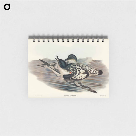 アートメモ帳-Cape Petrel
 - オーストラリアの鳥 Memo.