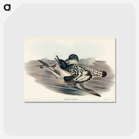 アートポストカード-Cape Petrel
 - オーストラリアの鳥 Postcard.