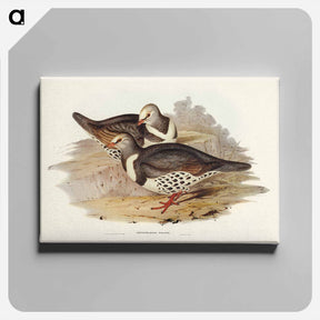 アートパネル-Wonga-wonga Pigeon
 - ジョン グールド Canvas.