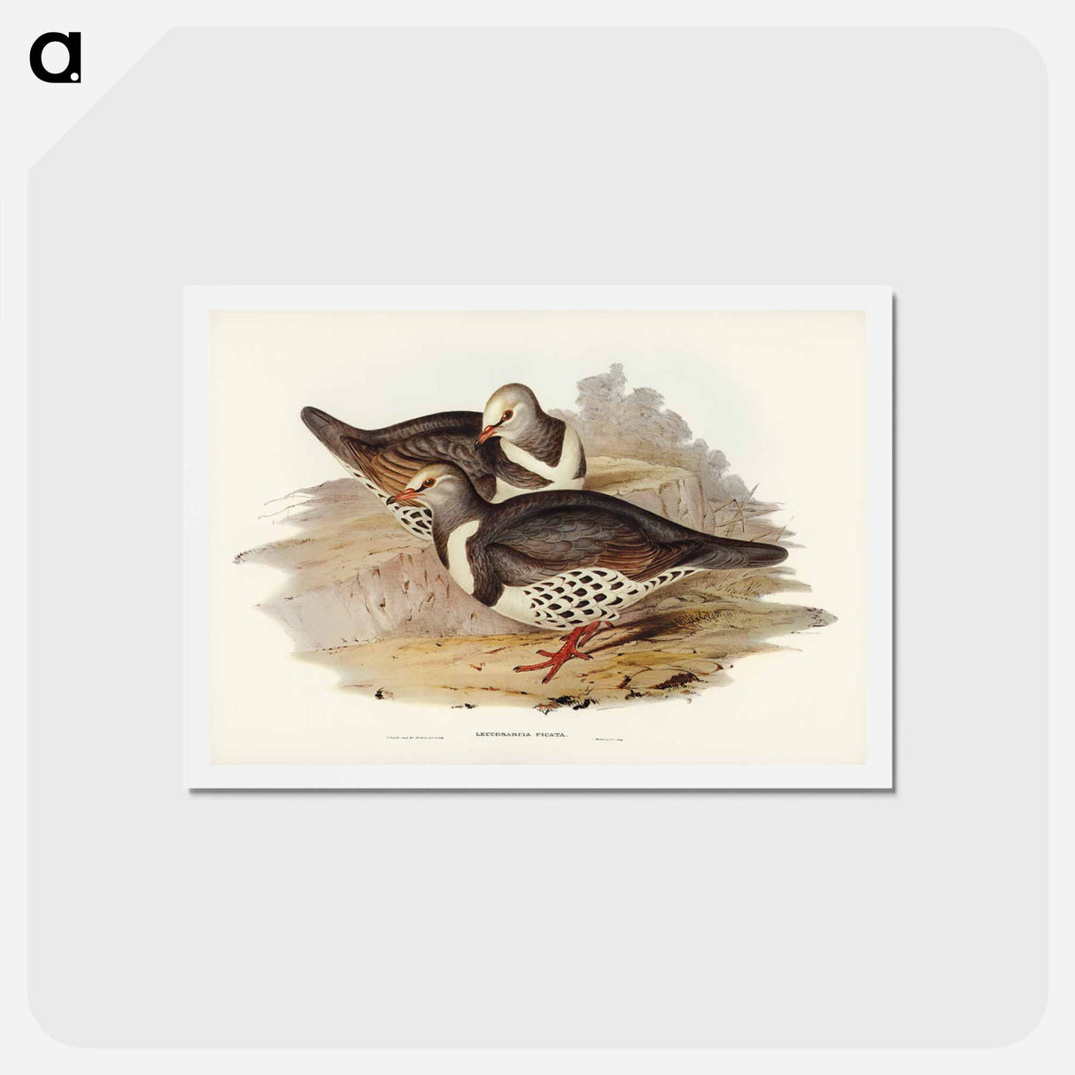 アートポストカード-Wonga-wonga Pigeon
 - ジョン グールド Postcard.