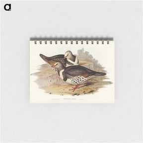 アートメモ帳-Wonga-wonga Pigeon
 - ジョン グールド Memo.