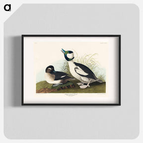 アートポスター-Buffel-headed Duck
 - ジョン ジェームス オーデュボン Poster.