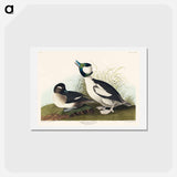 アートポストカード-Buffel-headed Duck
 - ジョン ジェームス オーデュボン Postcard.