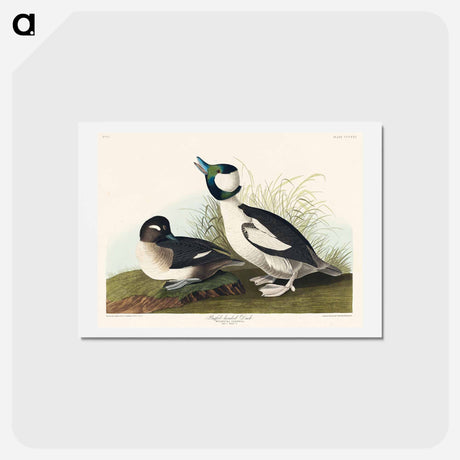 アートポストカード-Buffel-headed Duck
 - ジョン ジェームス オーデュボン Postcard.