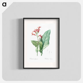 アートポスター-Canna lily illustration - ピエール ジョゼフ ルドゥーテ Poster.