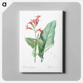 アートパネル-Canna lily illustration - ピエール ジョゼフ ルドゥーテ Canvas.