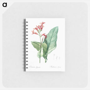 アートメモ帳-Canna lily illustration - ピエール ジョゼフ ルドゥーテ Memo.