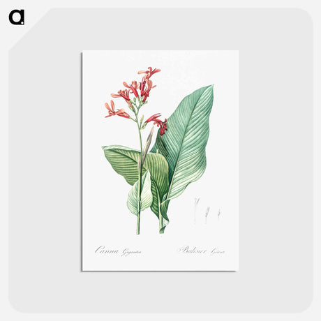 アートポストカード-Canna lily illustration - ピエール ジョゼフ ルドゥーテ Postcard.