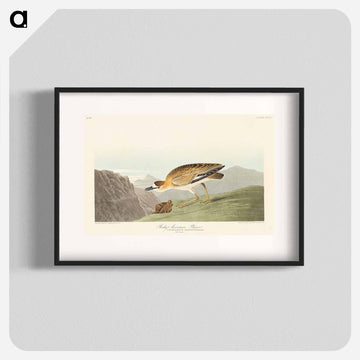 Rocky Mountain Plover
 - アメリカの鳥たち Poster.