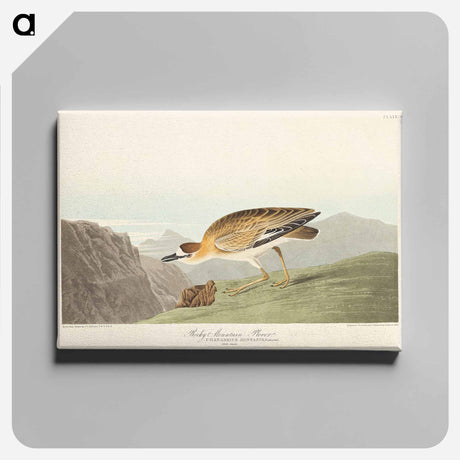 アートパネル-Rocky Mountain Plover
 - アメリカの鳥たち Canvas.